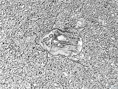 chafer Utskrivbare Fargeleggingssider